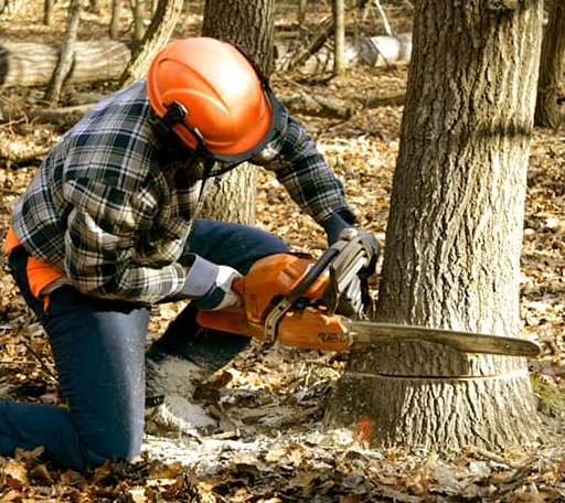 Tree Removal in Santa, ID